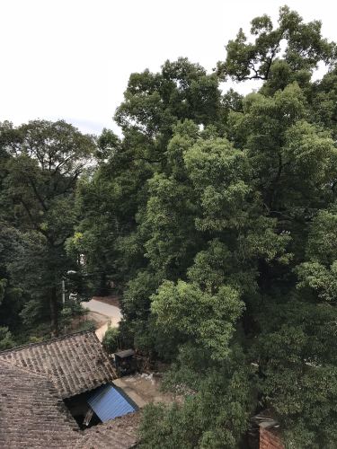 中国第一楠木林旅行图片 2