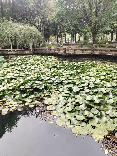 焦尾琴公园