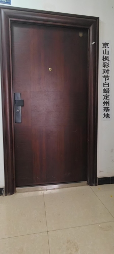 京山枫彩对节白蜡定州基地