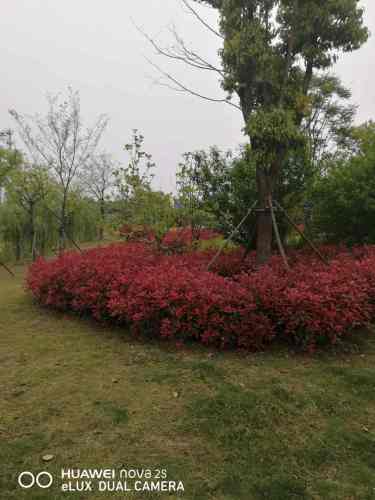 泰州引江河风景区旅行图片 1
