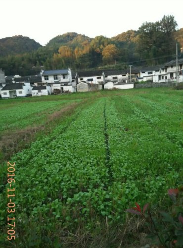 黄山园旅行图片 1
