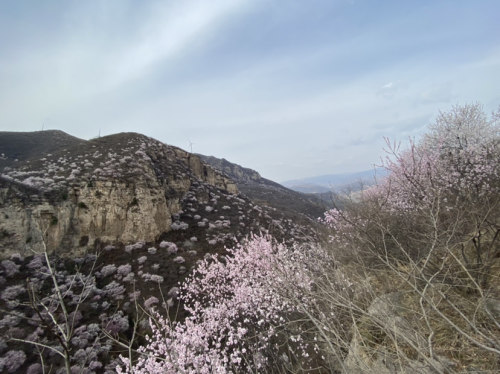 陕州十里桃花旅行图片 2