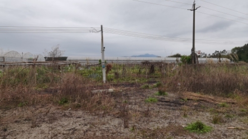 马岳村格桑花海旅行图片 3