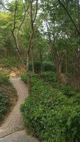 鹅公岭社区公园旅行图片 1