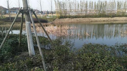 苏州市吴江区平望莺脰湖生态公园旅行图片 3