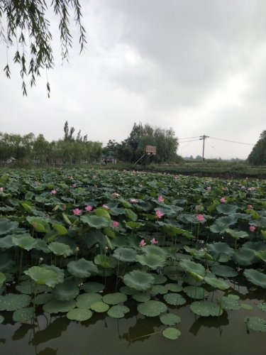 乌海市龙游湾湿地公园旅行图片 1