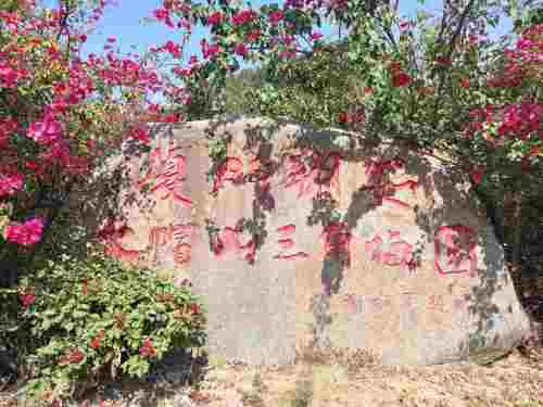 大帽山三角梅园旅行图片 3