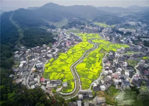 洛江虹山油菜花旅行图片 3
