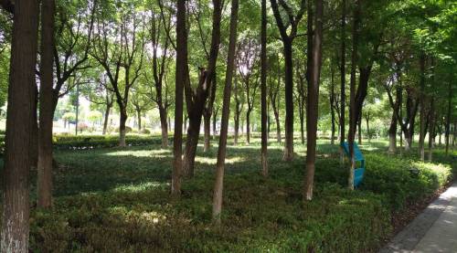 华山公园旅行图片 1