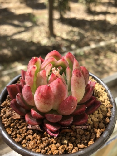 天天多肉植物园旅行图片 1