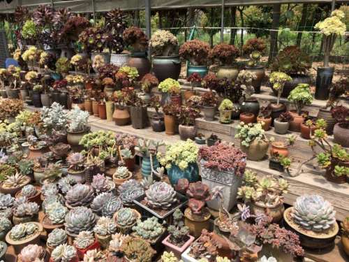 四月天多肉植物园旅行图片 3