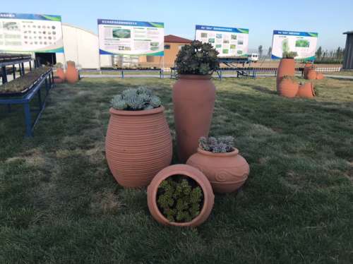 青岛百亿绿洲多肉植物园旅行图片 2