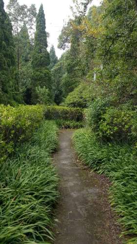 高山森林公园旅行图片 3