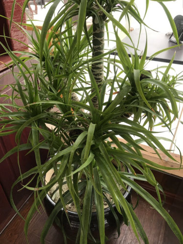 微森林植物园旅行图片 3