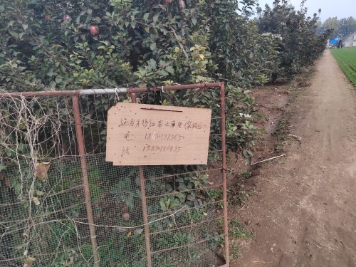李建忠苹果采摘园