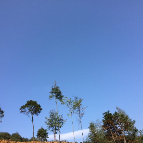 翠山竹海旅行图片 2