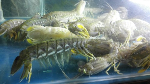 珠江港海鲜城(钻石店)