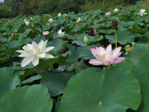 荷花湾旅行图片 3