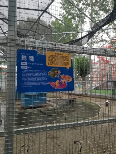 鸳鸯