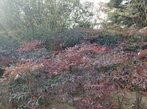 濮阳市植物园旅行图片 1