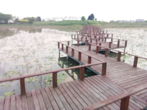 罗家角遗址旅行图片 3
