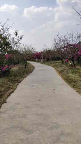 桂林花海景区旅行图片 2