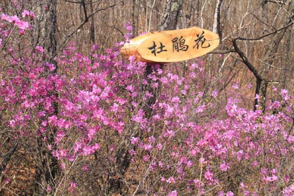 锦河大峡谷景点图片
