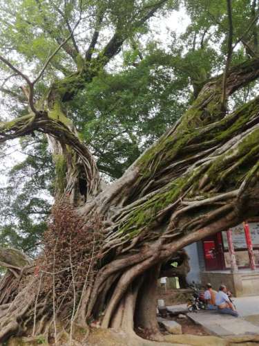榕津千年古榕群旅行图片 1