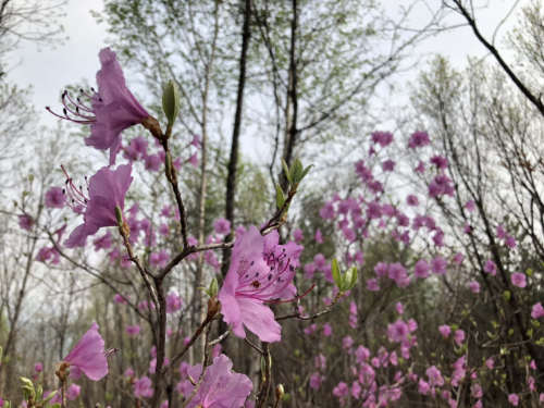 杜鹃山景区旅行图片 2