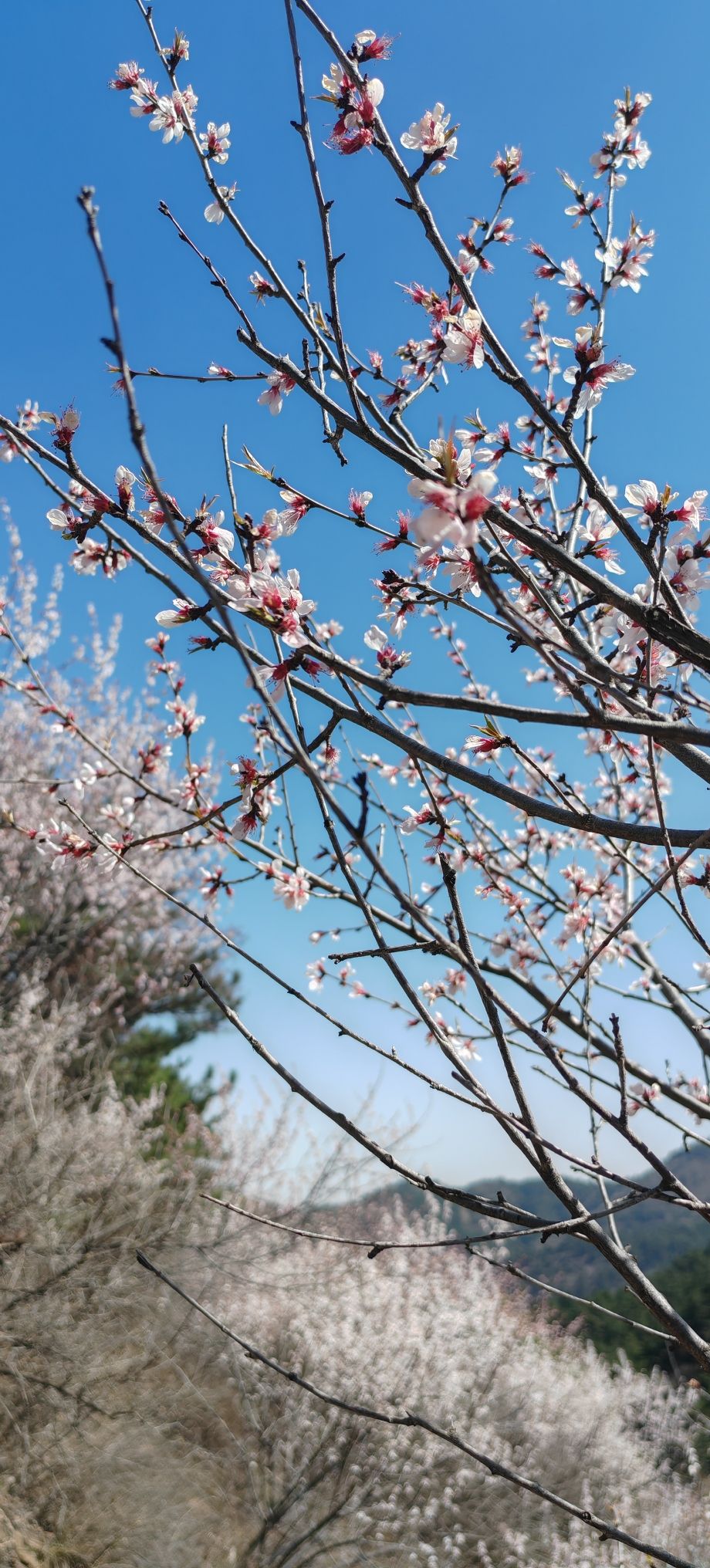 玉泉山公园桃花沟景区