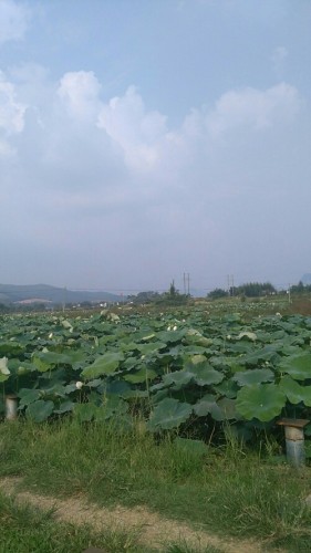 韶关市大塘荷花世界旅行图片 2