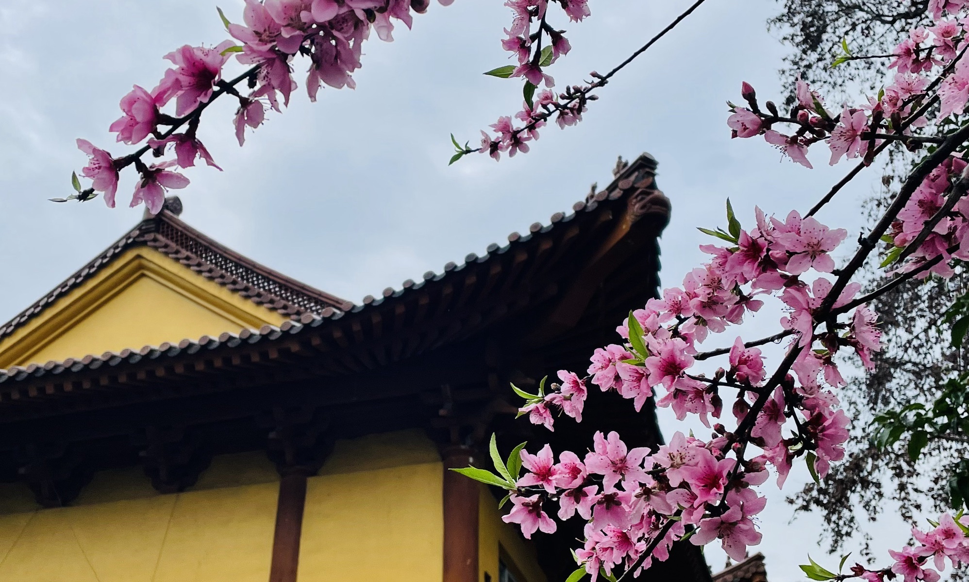 西引寺实景照片