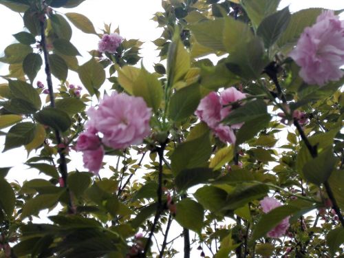 龙泉村樱花谷旅行图片 1