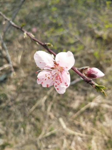 凤山地质公园旅行图片 2