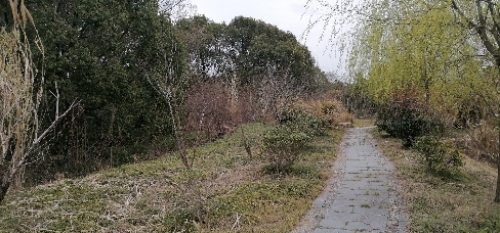 新桥村五四公园旅行图片 3