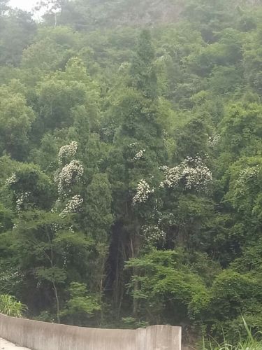 白岩山旅行图片 1