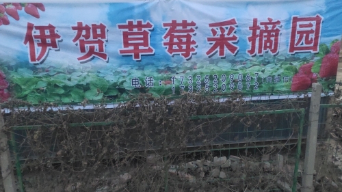 伊贺草莓采摘园