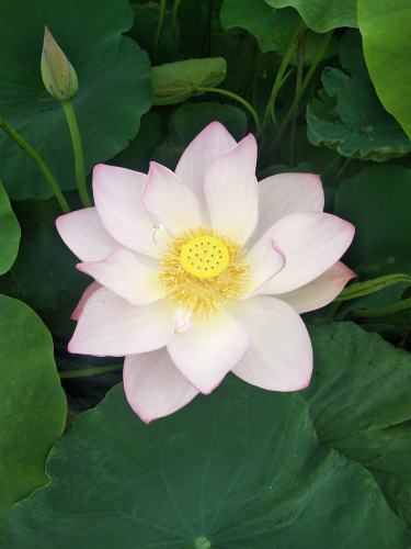 平舆金沙湾荷花园旅行图片 1