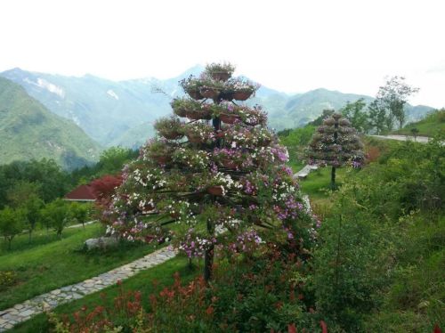 九重花岭旅行图片 1
