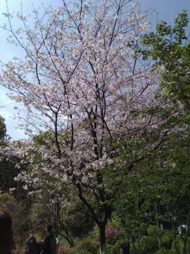 景山公园-樱花园旅行图片 2