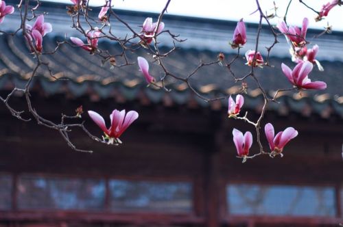 网师园现场照片 5