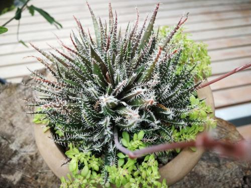 中国食虫植物园旅行图片 1