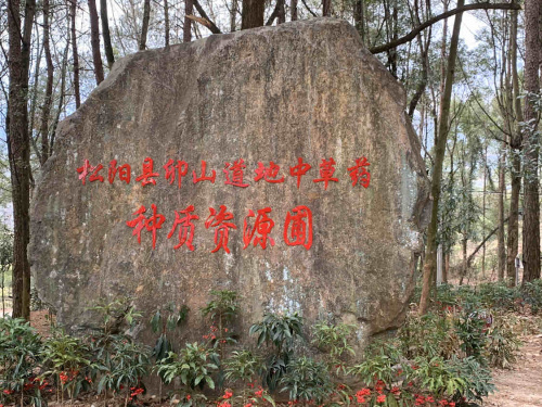 浙江省松阳卯山森林公园旅行图片 3