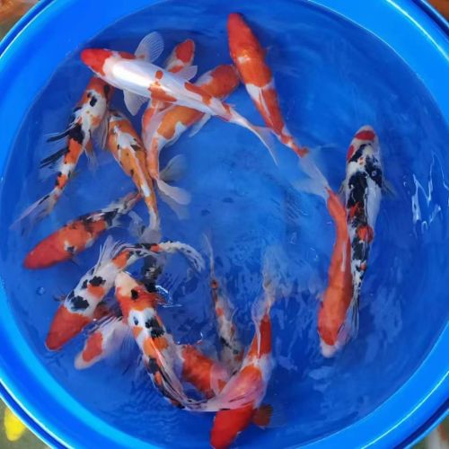 杨庄子鱼景水族馆