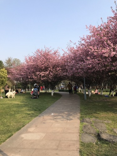 江滨绿廊樱花园旅行图片 1