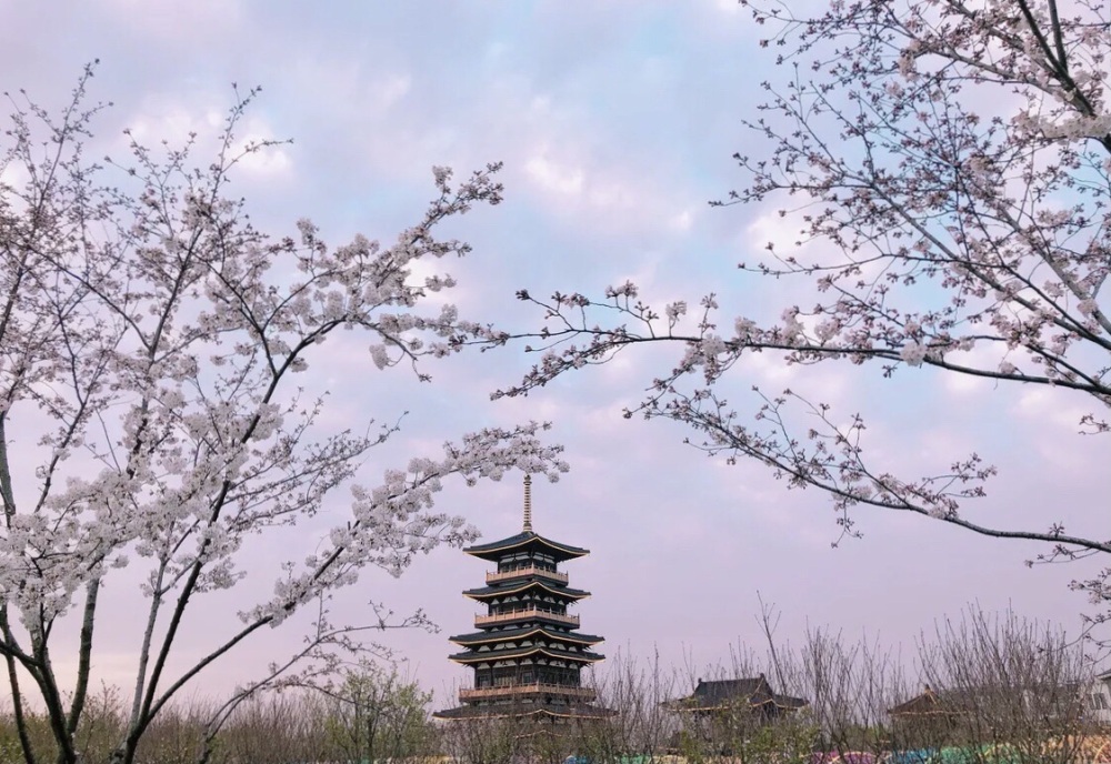钟埭樱花小镇景点图片