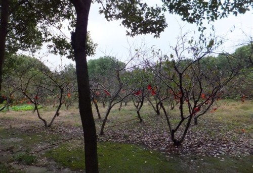 张陵公园旅行图片 1