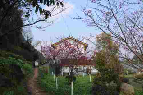 樱花公园旅行图片 2