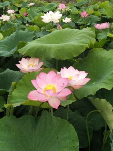 平舆金沙湾荷花园旅行图片 3