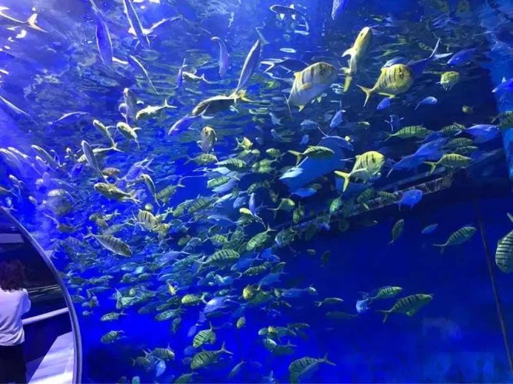 包头海洋世界景点图片